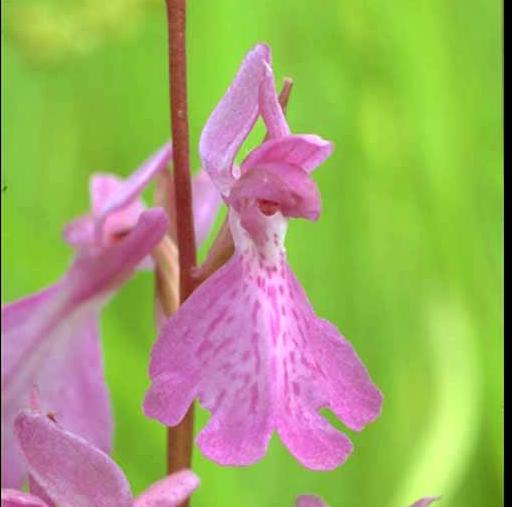 orchis palustris_red.jpg