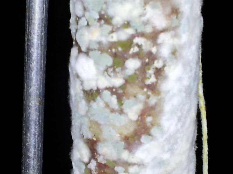 saucisson gros plan.jpg
