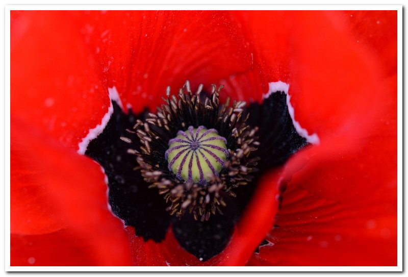 coeur coquelicot1.jpg