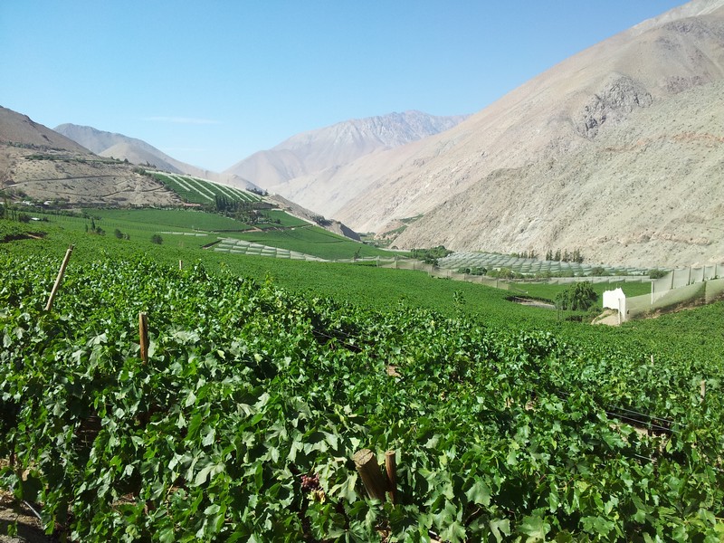 vallée de l'Elqui prés de la Séréna magnifique vignoble exploité en plein desert et destiné uniquement à la fabrication du Pisco une gnole délicieuse