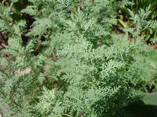 Artemisia Pontica