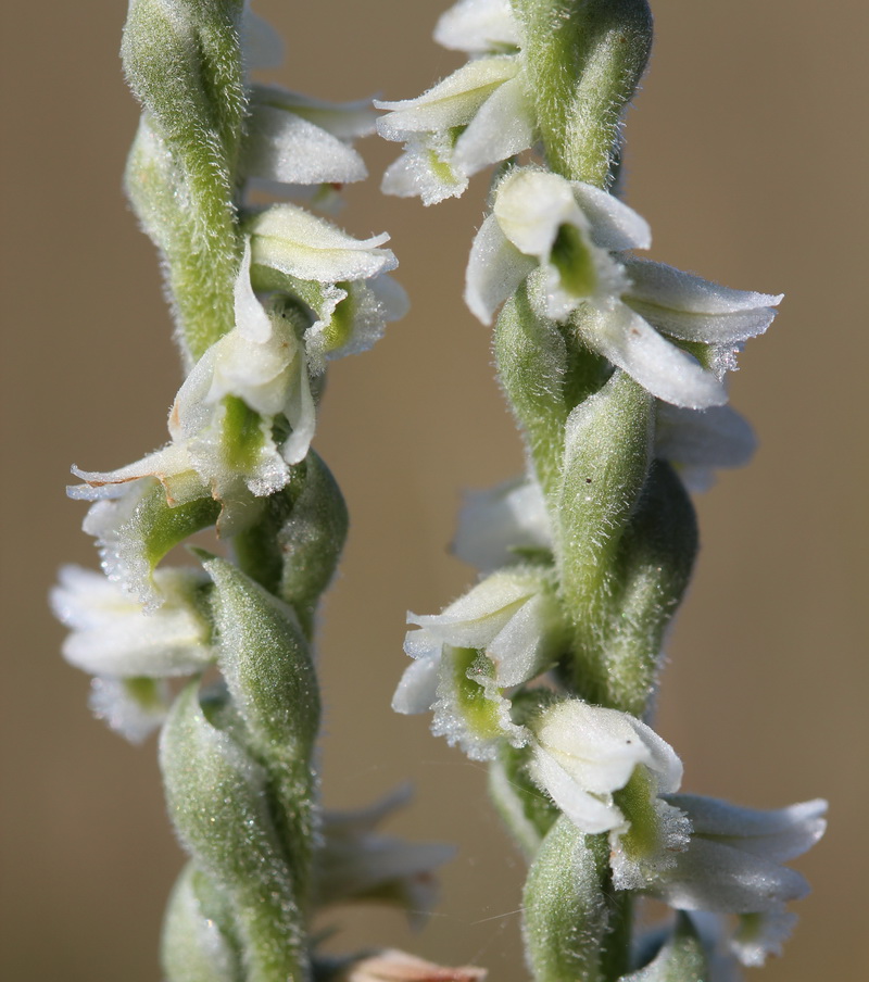 spiranthes spiralis