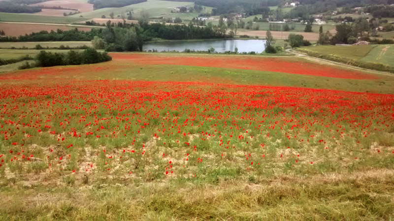 champ coquelicots.jpg