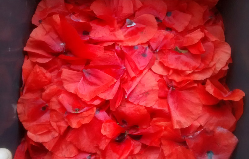 petales coquelicots.jpg