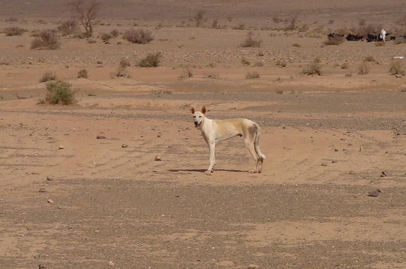 chien du desert.jpg