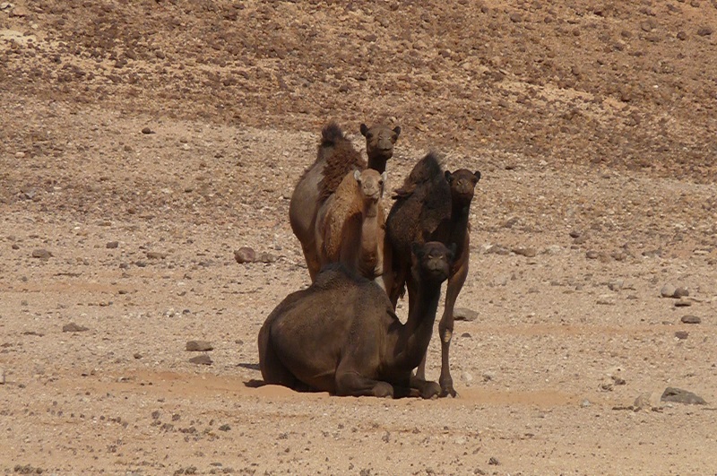 photo de famille.jpg