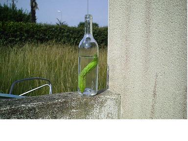 la bouteille déjà bien entamée