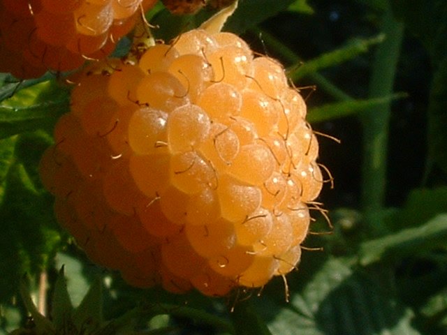 framboises jaune 285.JPG