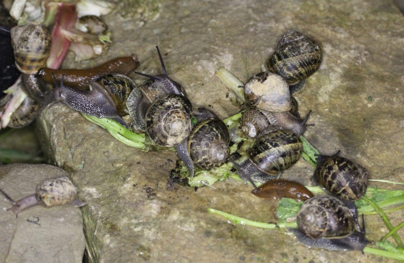 escargots_6088.JPG