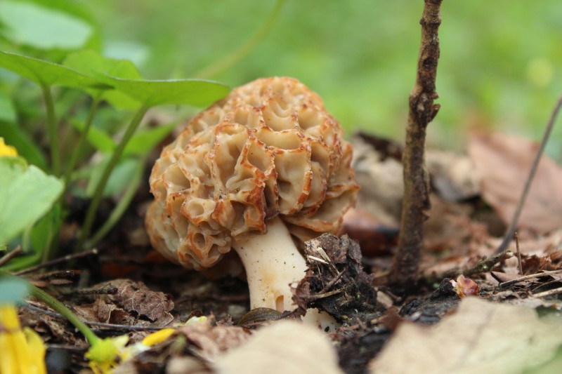 morilles_1017.JPG