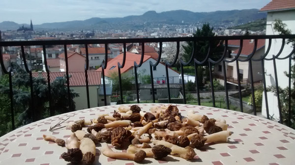 morilles.jpg