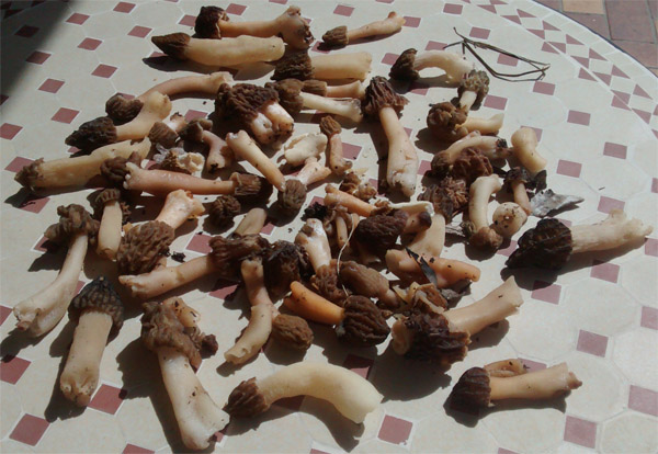 morilles3.jpg