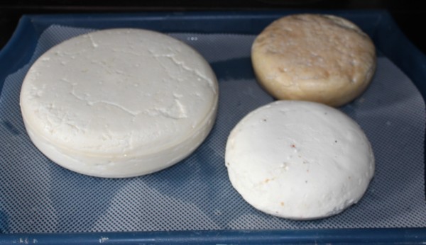 chevre_8877r.JPG