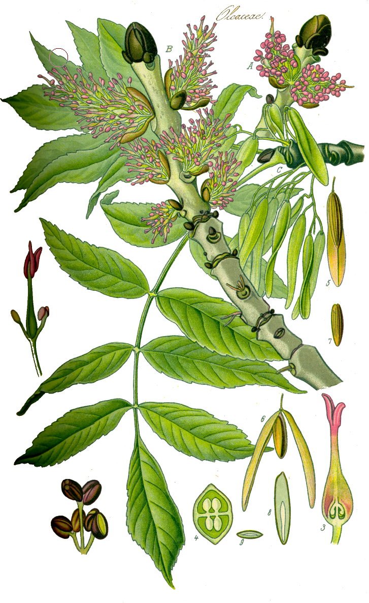 Fraxinus excelsior.jpg