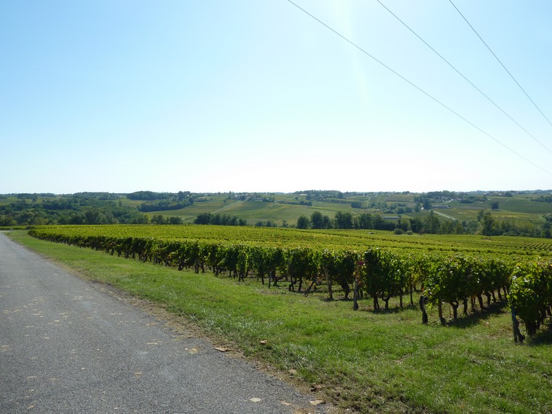 les vignes de cote de Bourg